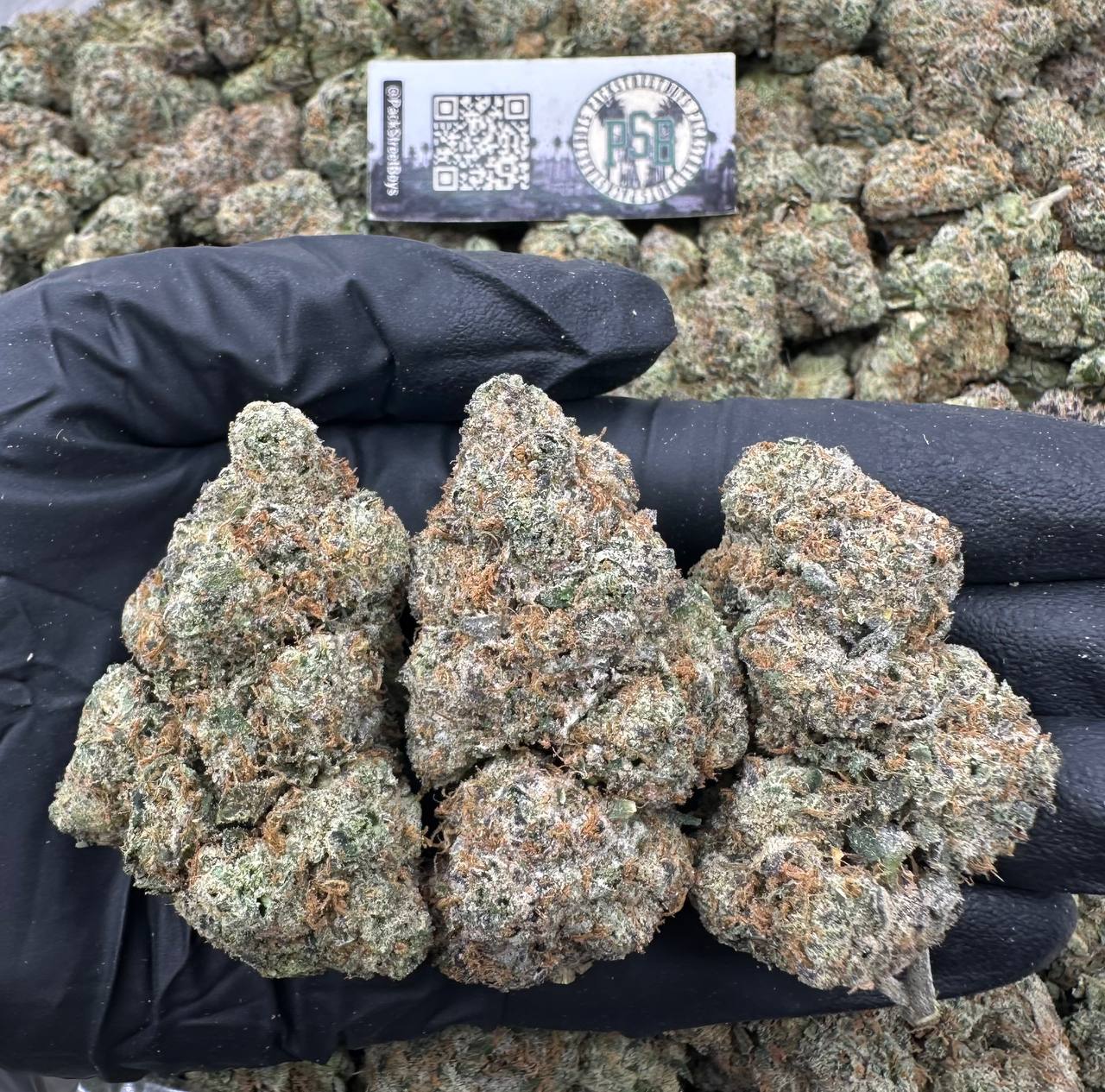 AMBROSIA